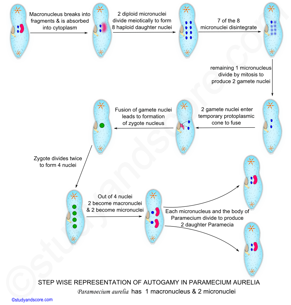 asexual reproduction in paramecium, endomixis, autogamy, binary fission, cyogamy, conjugation